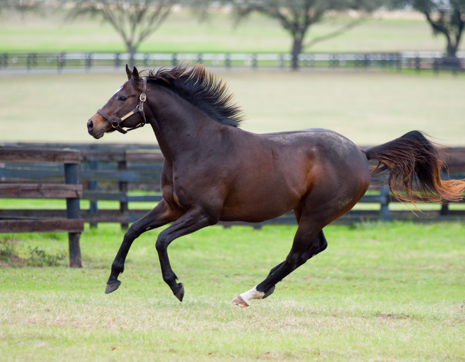 Paso Fino Horses