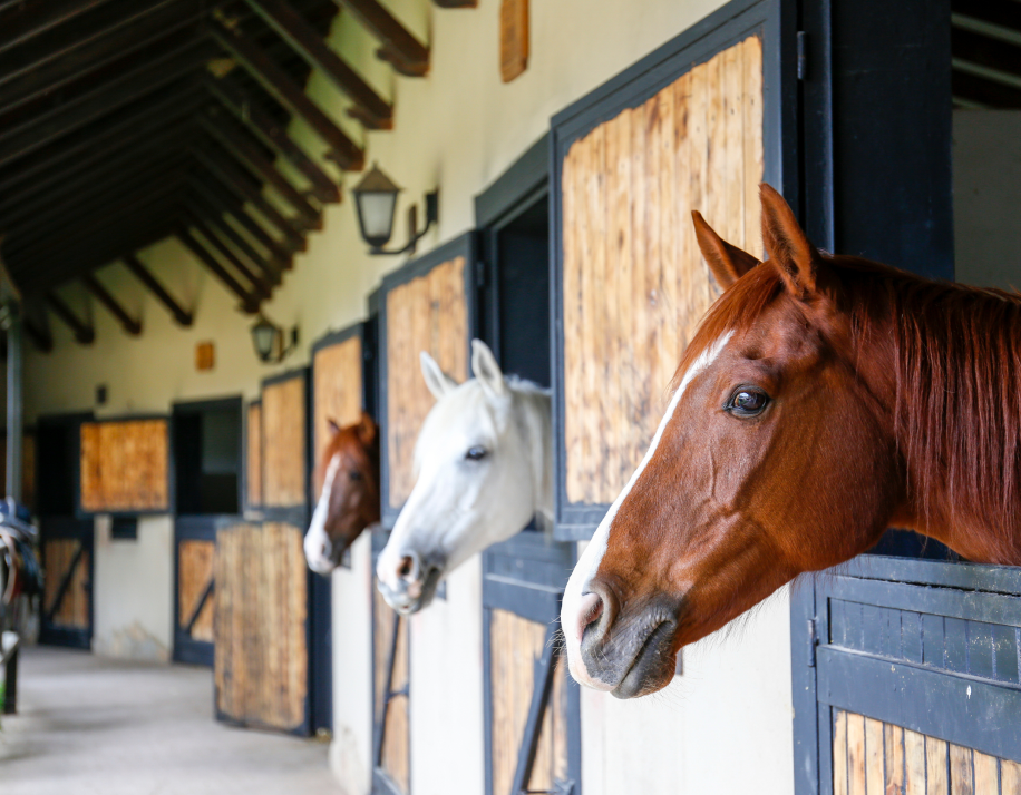 Horse Breeding & Training